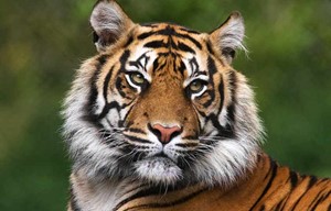 Bengalischer Tiger: Er ist ein großes ____ in seinem Lebensraum.