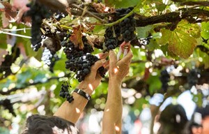 Weinlesefest: Eine festliche _______ mit geschmückten Wagen und Menschen in traditioneller Tracht ist oft ein Höhepunkt eines Weinlesefestes.