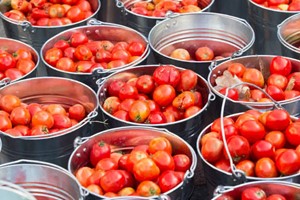 Tomatina: geht auf lokale Rivalitäten und _______ zurück.