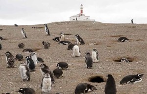 Chile - Los Pingüinos