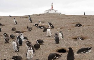 Los Pingüinos: Zeit, in der die Pinguine Eier legen und brüten