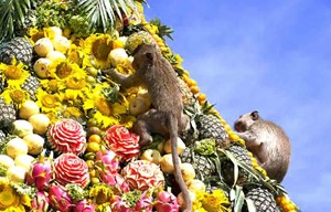 Thailand - Monkey Buffet