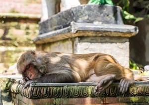 Swayambhunath-Stupa: Oft besucht von diesen Tieren, daher der Spitzname "Affen-Tempel"