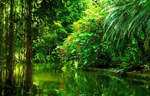 Amazonas-Regenwald: Ureinwohner, die in diesem Gebiet leben.