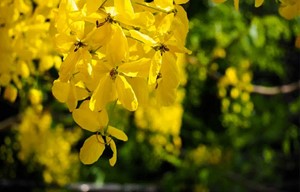 Ratchaphruek: Die Blüten dieser Pflanze sind typischerweise diese Farbe.