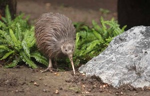 Kiwi -Vogel: Ein Favorit auf der Speisekarte dieses Vogels