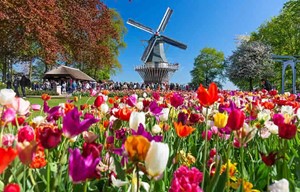 Holland - Tulpen