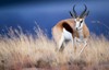 Antilope